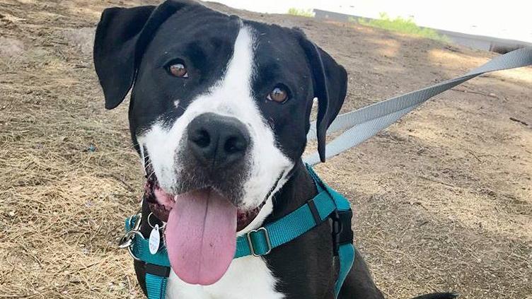 PACC offers free microchips to help reunite lost or stolen pets